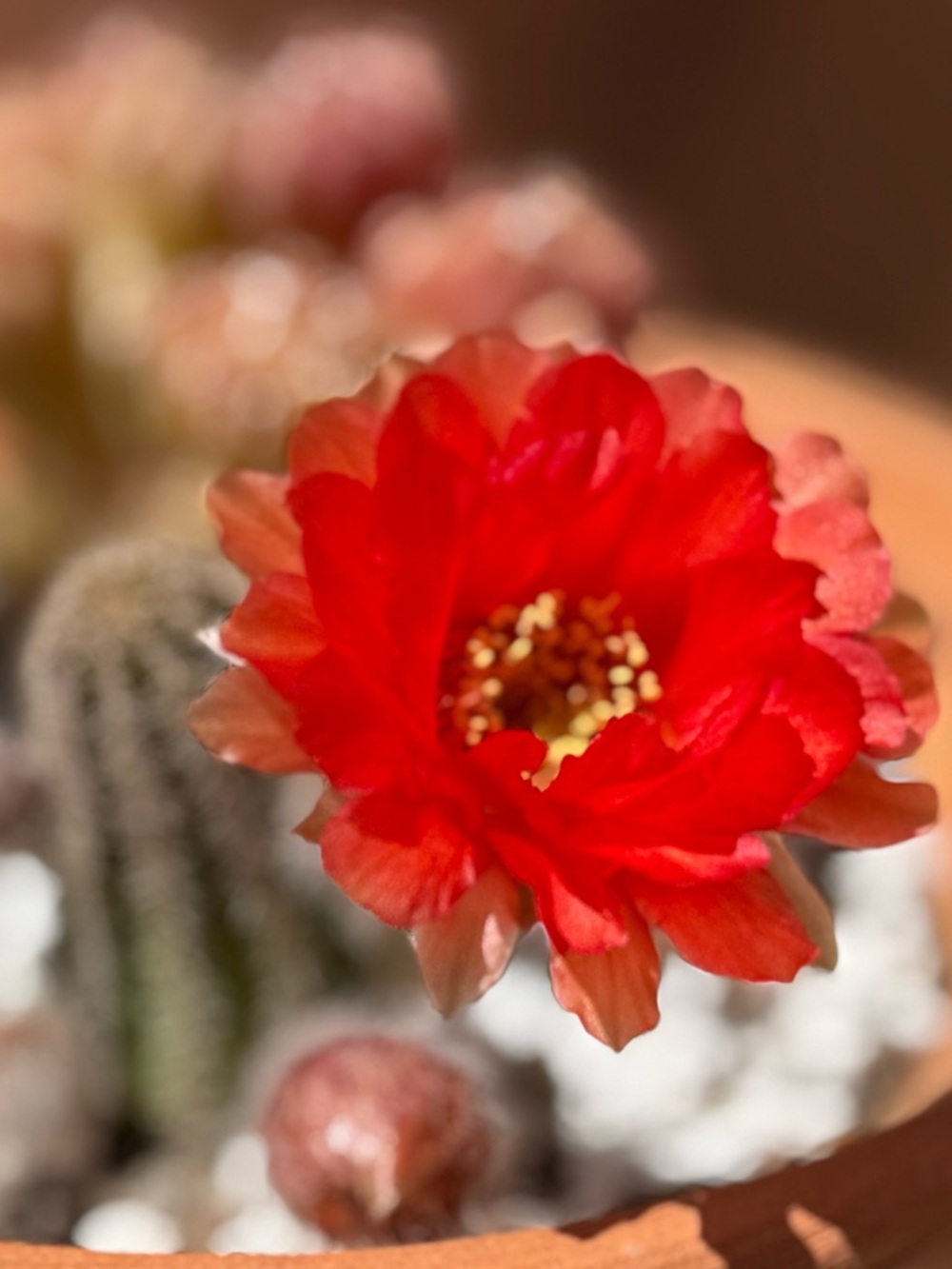 Meet your Posher, Nikki